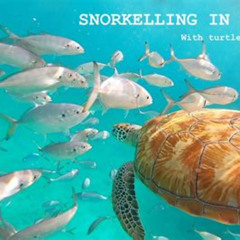 Review Special Price Barbados Catamaran Turtle And Shipwreck Snorkeling Cruise