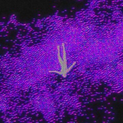 Mustang (feat. Sosa.part)