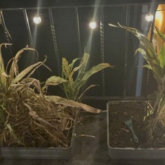 overture (take 3).m4a