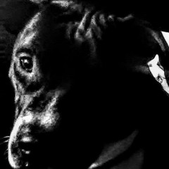 #black_dog.mp3