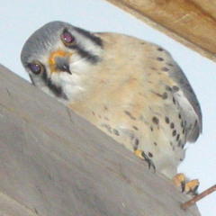 Halcon Colorado