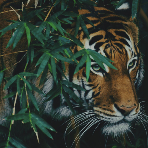 Secrets of the Jungle ~ Ecstatic Dance 2022