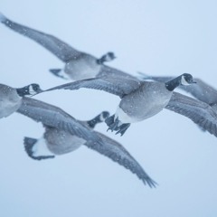 Bird Track - V1