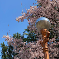우리 아들들은 잘 자란 나무와 같고_대구교회 대학생들 250329