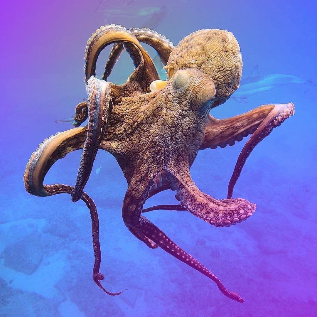 Stream The Octopus Dance by TROMA | Listen online for free on SoundCloud