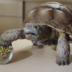 my pet turtle (busy in the clerb)