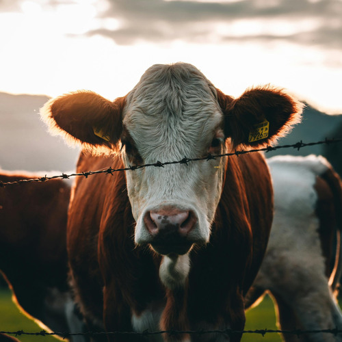 100 METHODS -  The Whole Cow
