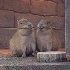 내 카피바라 내 곁에