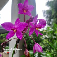 Lặng lẽ mình tự yêu thầm | Chicolus