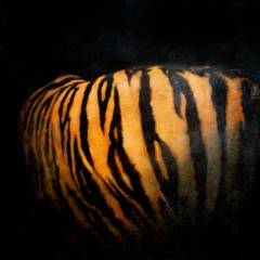 (12) i came to understand the writing on the tiger
