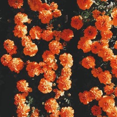 Marigold