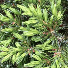 Kiss Me Verdant Green - Rough Draft/Clip