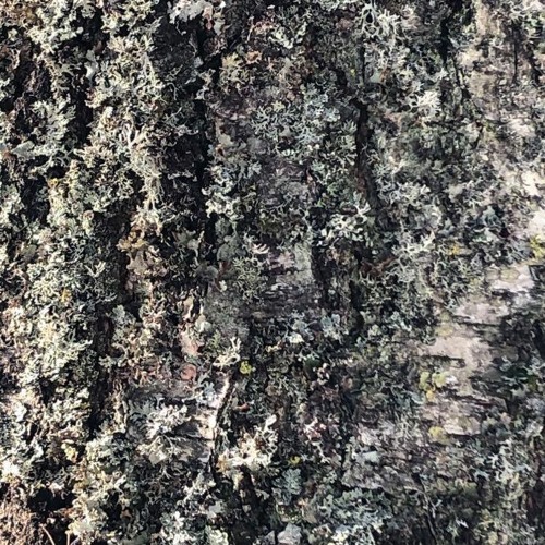 Abstract Patterns Ⅰ |  ALIVE