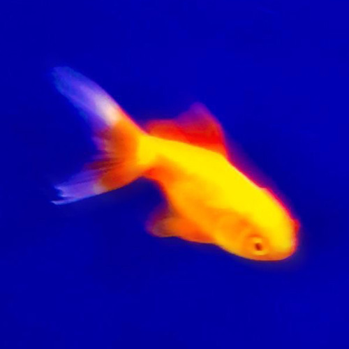 cái giá nào demo