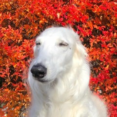 Welcome to London dub