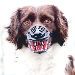 Bani - Bad Dog