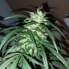 Metro Pro - Душу в займы.mp3