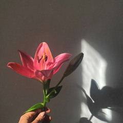 Lilies (feat. Jonas Cook)