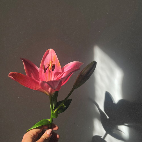 Lilies (feat. Jonas Cook)