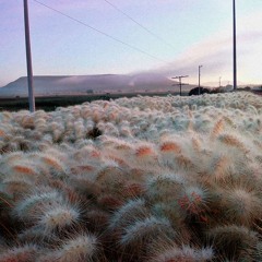 The Beast (((FREE DOWNLOAD)))