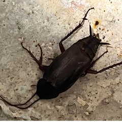 Reborn - 7:1:25, 6.00 PM