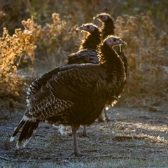 Panhandle Afield: Fall Turkey Hunting