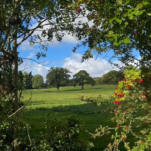 Record Club - Utsukushii (snippet)