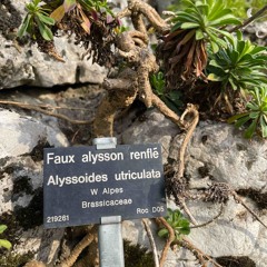 Alyssoides utriculata