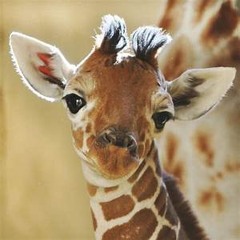 Giraffe (Prod. by Parkinson white)