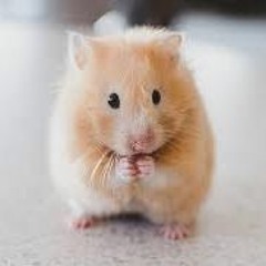 Hamster Dance