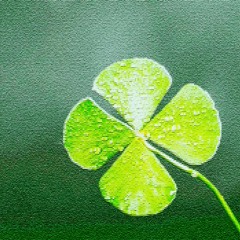 Four Leaf Clover