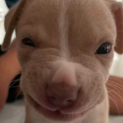 quer q eu piso ( dj nelhe & mc kitinho)