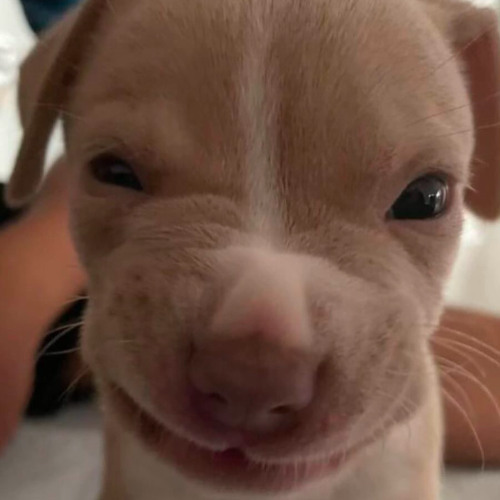 quer q eu piso ( dj nelhe & mc kitinho)