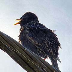 Etourneau sansonnet (Sturnus vulgaris)