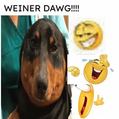 Weiner dog makes an amazing song
