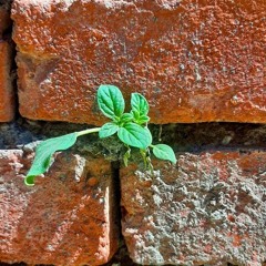 Tu nizanî - Xecę تو نەزانی - خەجێ