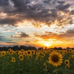 Rhye - N-Bass Reprise