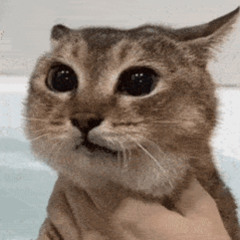 Kitty Break