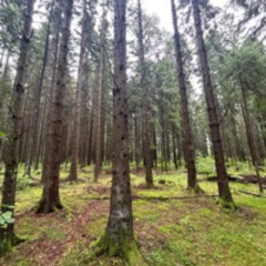 Hilltop Studio series  Darris Hopper  Back home after Norway