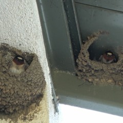 Cliff swallows 2-octaves below