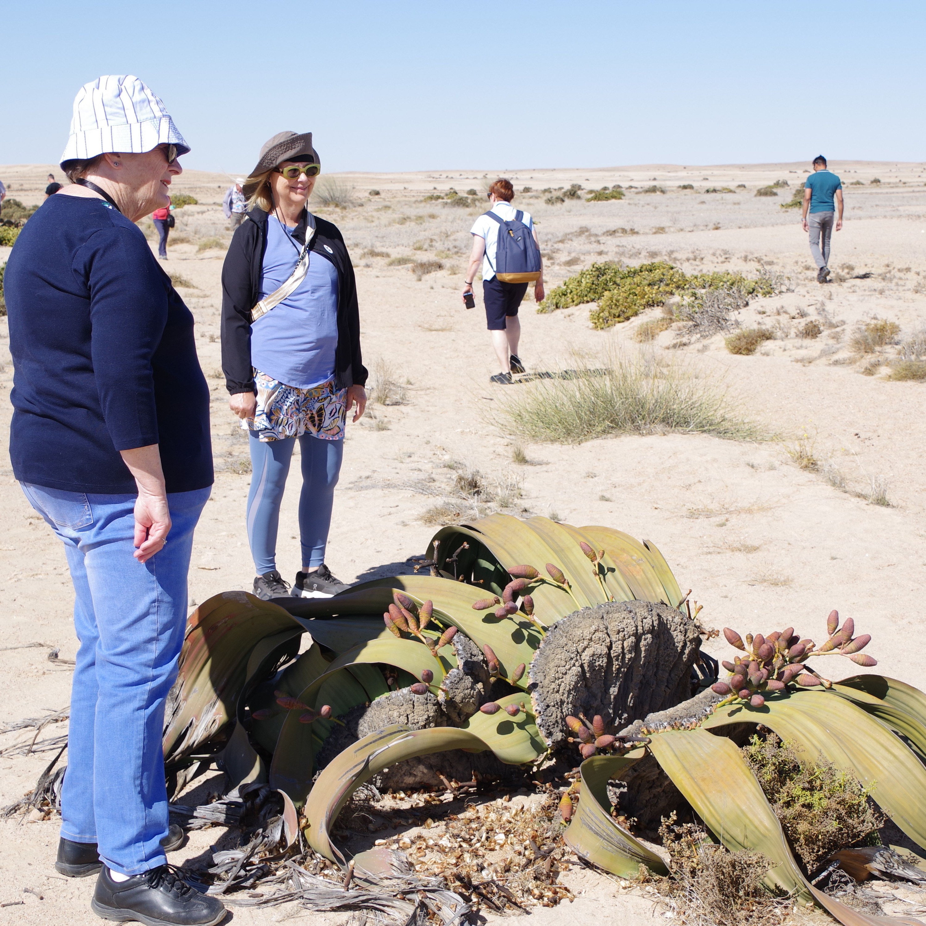 Alistair Smith's Trek to Namibia's Weird Welwitschia of Walvis episode artwork