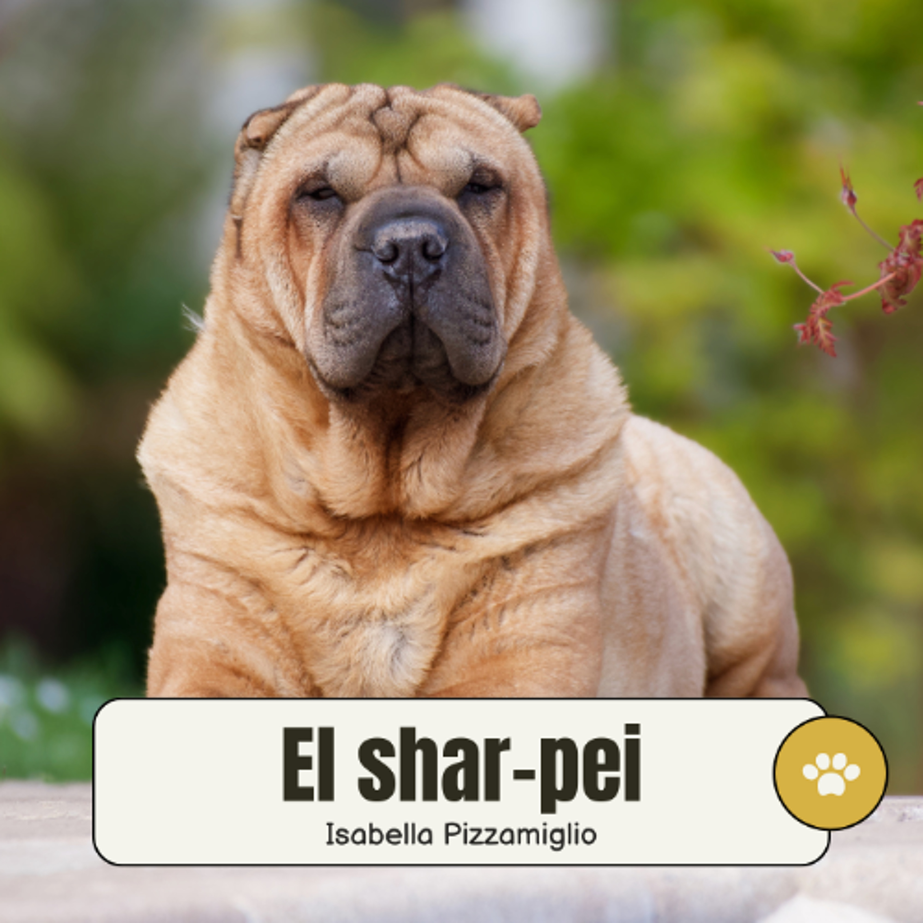 [#Podcast] El shar-pei - The shar-pei episode artwork