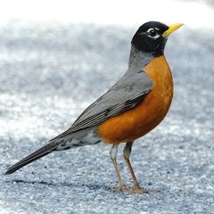 Robin