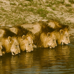 Mapogo ( maiden voyage)