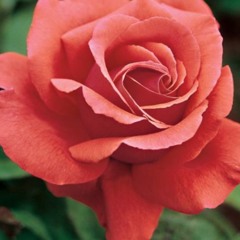 MISSING U 2020 ft. Case