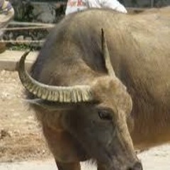 Music Tracks, Songs, Playlists Tagged Starcraft On SoundCloud