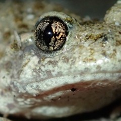 L'Alyte et la cloche, dans un petit village pyrénéen, le 17 juillet 2023