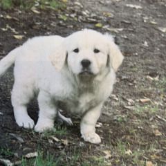 Your Garden Of Peace.