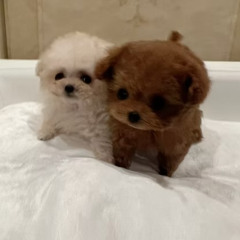 ロイヤルティーカッププードル｜TIARA PETSの希少プレミアム子犬