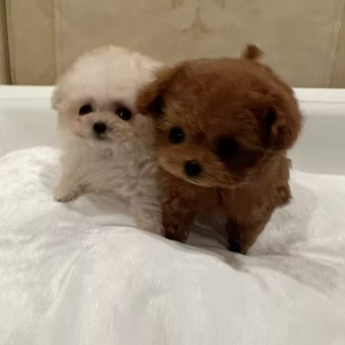 ロイヤルティーカッププードル｜TIARA PETSの希少プレミアム子犬